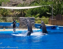 Picture-181