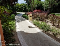 Picture-006
