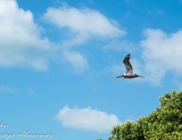 Picture-042