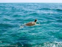 Picture-058