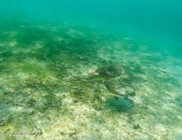Picture-108