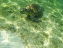 Picture-113